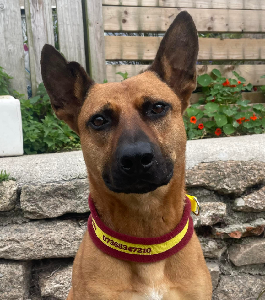 D Law Scaffolding Mascot